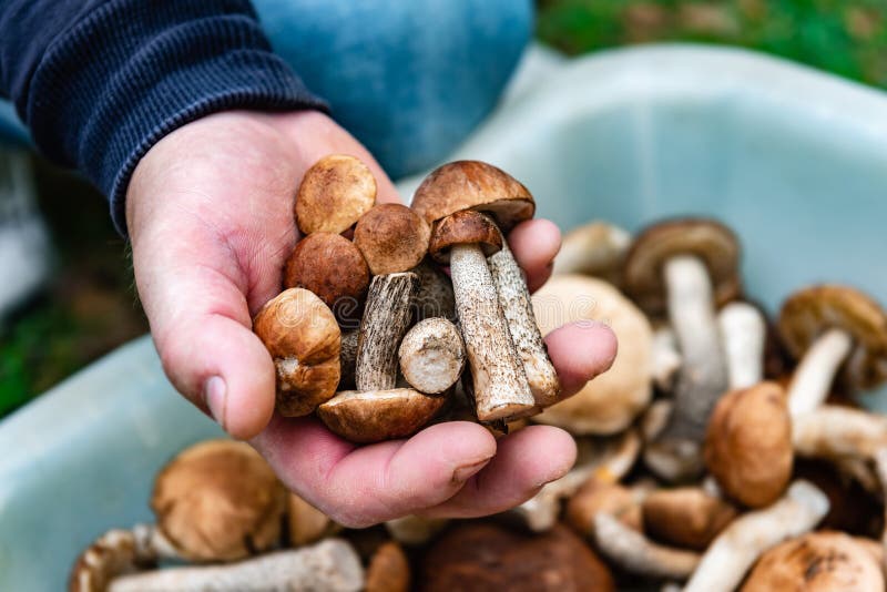 Boletus грибы или березовый болет в грибной пикировка руки закрыть. стоковые фотографии rf