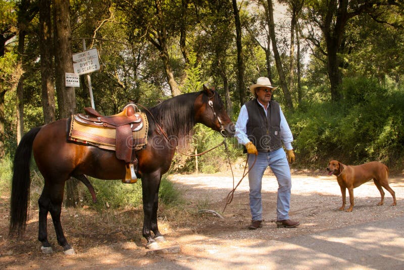 BOLGHERI, TOSCANIË: 27 SEPTEMBER, 2008 - een paard tussen bossen