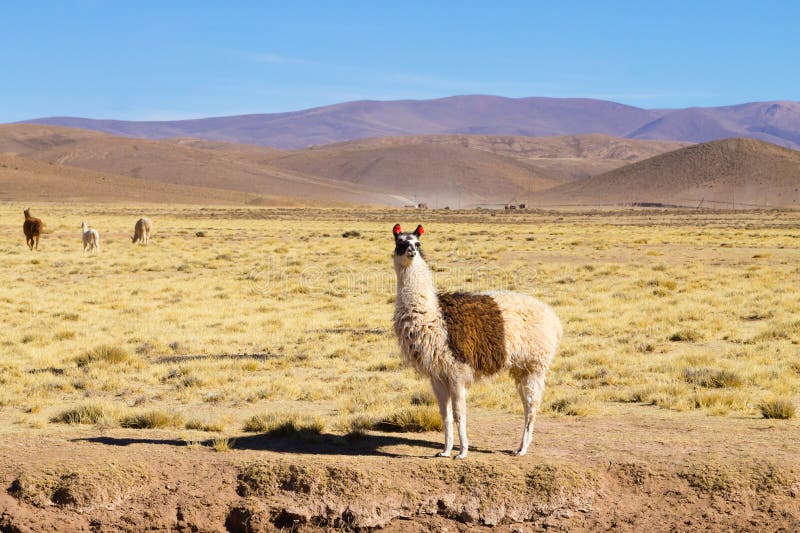 Bolivian Llama Breeding,Bolivia Stock Image - Image of livestock ...