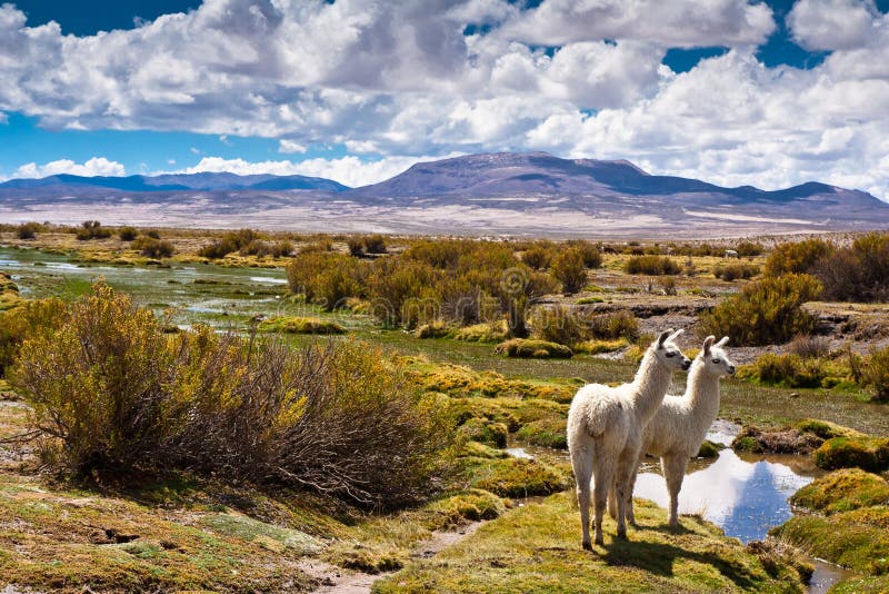 Bolivian wildlife