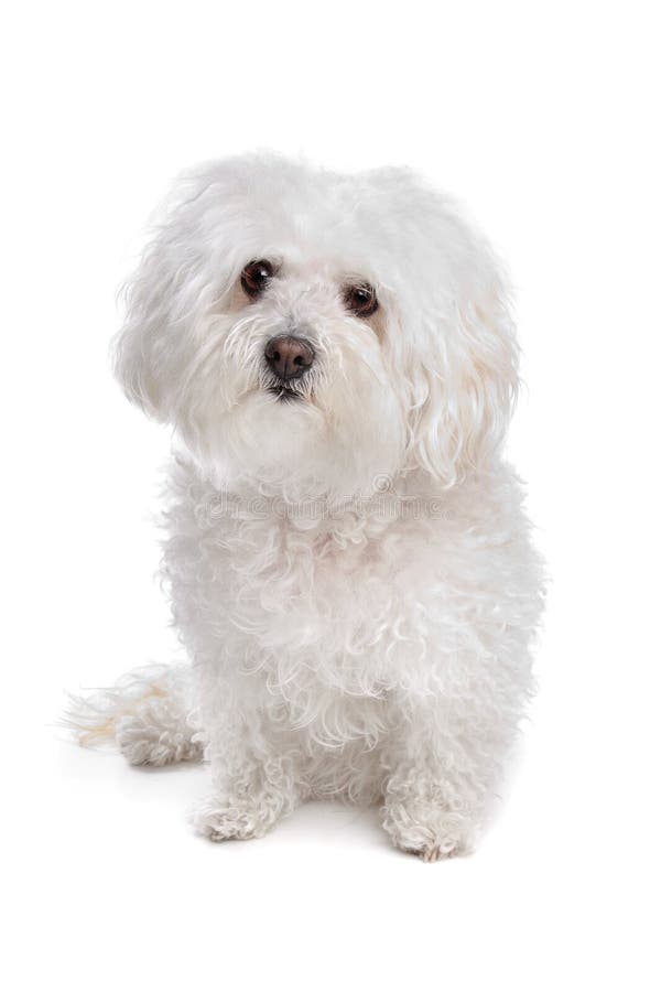 Bolognese dog stock photo. Image of bichon, purebred 24560830