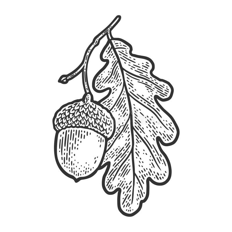 Bolota com ilustração do vetor do esboço de folha de carvalho
