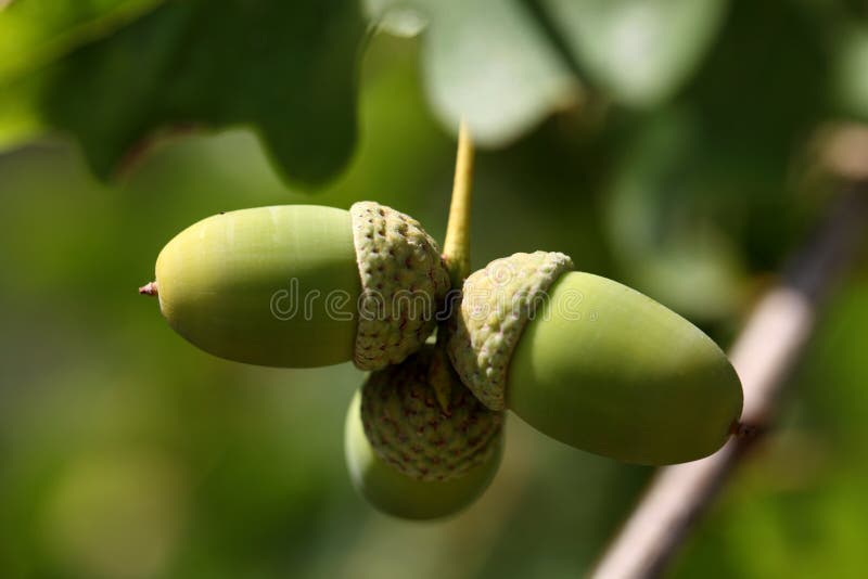 bolotas foto de stock royalty free bolotas foto de stock royalty free