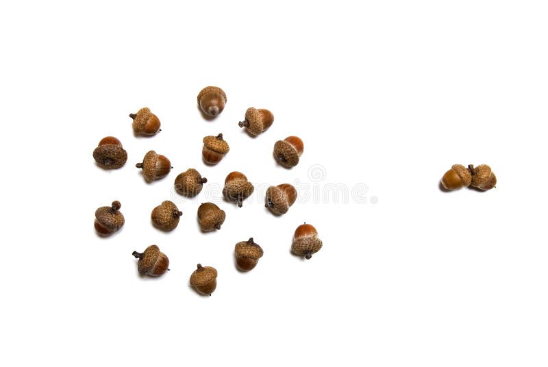 Bolotas isoladas no branco fotografia de stock Bolotas isoladas no branco fotografia de stock