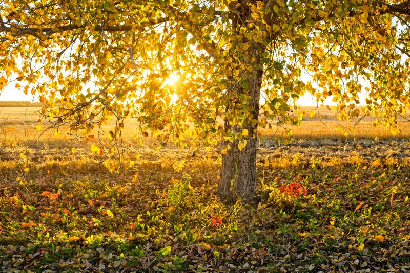 Bolton tree falling leaves stock photo. Image of bottom - 44920582