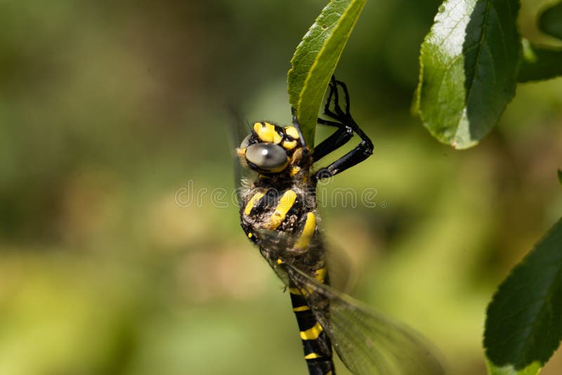Boltonii anellato dorato di Cordulegaster della libellula fotografia stock Boltonii anellato dorato di Cordulegaster della libellula fotografia stock