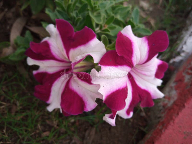 Bom Dia Floração Beleza Vegetal E Flor Da Natureza Flor Cabeça Planta Parte Folha Nenhuma Pessoa Cor Rosa Cor Rosa No Exterior Fre Imagem de Stock - Imagem de vulnerabilidade, folha: 174023601 Bom Dia Floração Beleza Vegetal E Flor Da Natureza Flor Cabeça Planta Parte Folha Nenhuma Pessoa Cor Rosa Cor Rosa No Exterior Fre Imagem de Stock - Imagem de vulnerabilidade, folha: 174023601