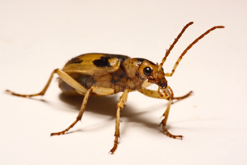 Bombardier Beetles On A Smooth Background. Stock Photo Image of