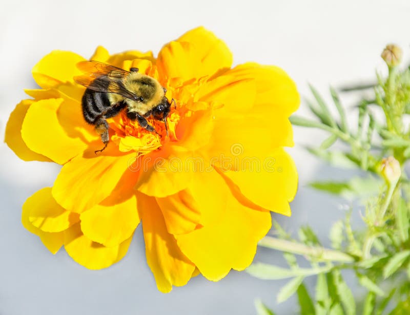 Bombe noire et jaune ou marigold jaune vif images libres de droits Bombe noire et jaune ou marigold jaune vif images libres de droits