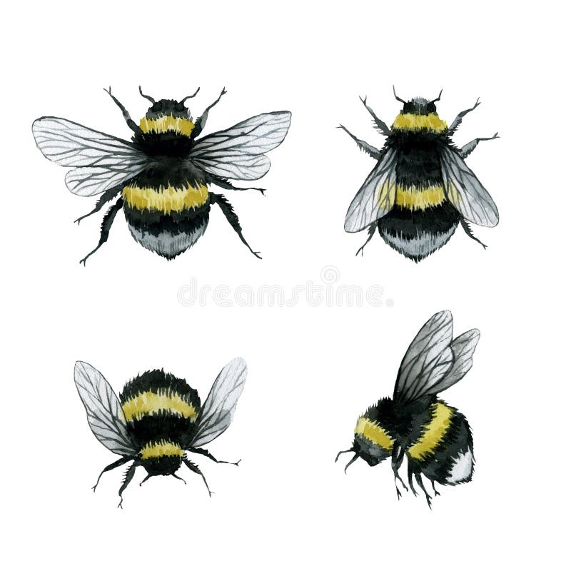 Bombi assortiti impermeabilizzazione illustrazione dell'impermeabilizzazione di insetti selvatici isolati illustrazione di stock