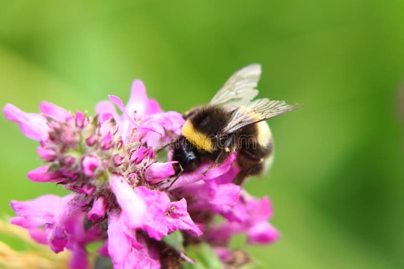 Bombus hortorum, garden bumblebee, pollinating some flower in Slovakia grassland.