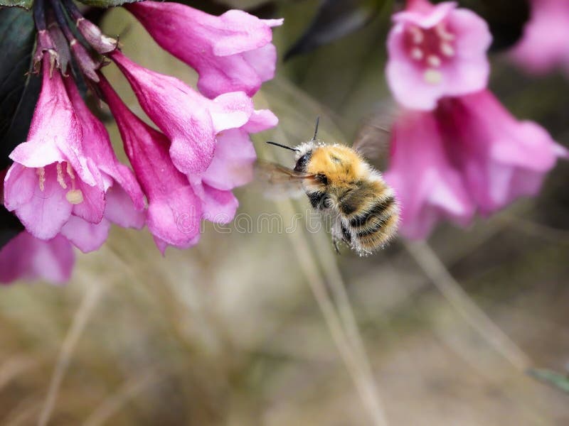 Bombus pascuorum carpe comune immagini stock