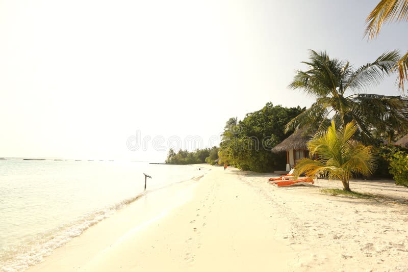 Bomen in de Maldiven dichtbij zonnig strandzand stock afbeelding Bomen in de Maldiven dichtbij zonnig strandzand stock afbeelding