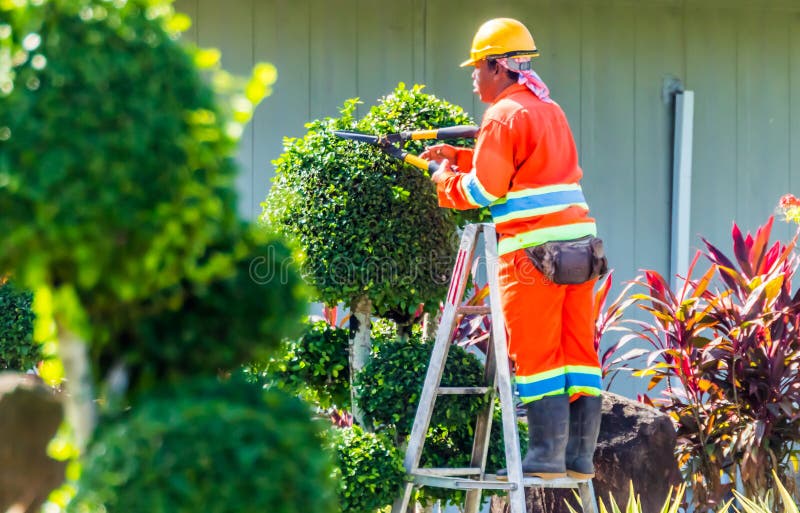 Bomen die in de Ochtend snoeien royalty-vrije stock afbeeldingen Bomen die in de Ochtend snoeien royalty-vrije stock afbeeldingen