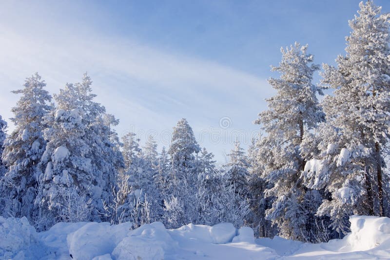 Bomen die door een sneeuw worden behandeld royalty-vrije stock foto's Bomen die door een sneeuw worden behandeld royalty-vrije stock foto's