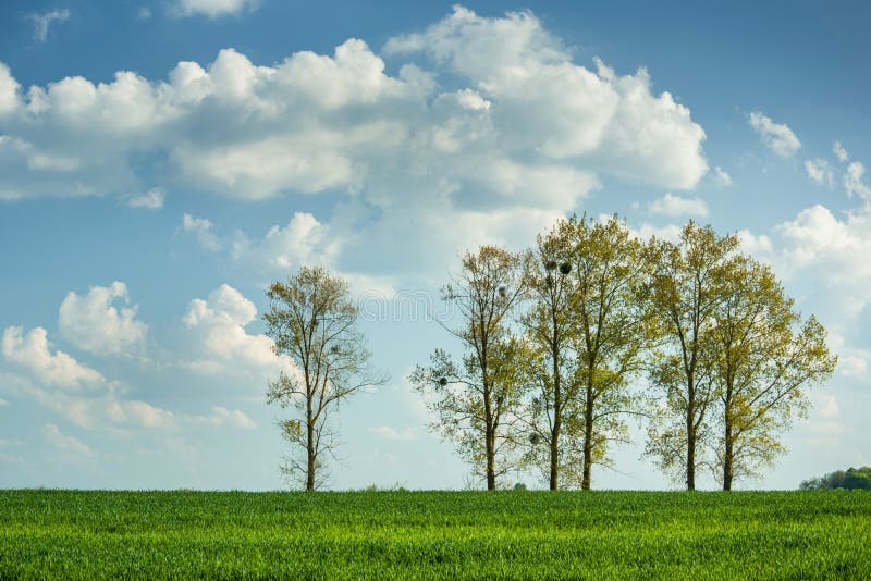 Bomen die op een groen gebied van korrel en wolken op een blauwe hemel groeien royalty-vrije stock afbeelding Bomen die op een groen gebied van korrel en wolken op een blauwe hemel groeien royalty-vrije stock afbeelding