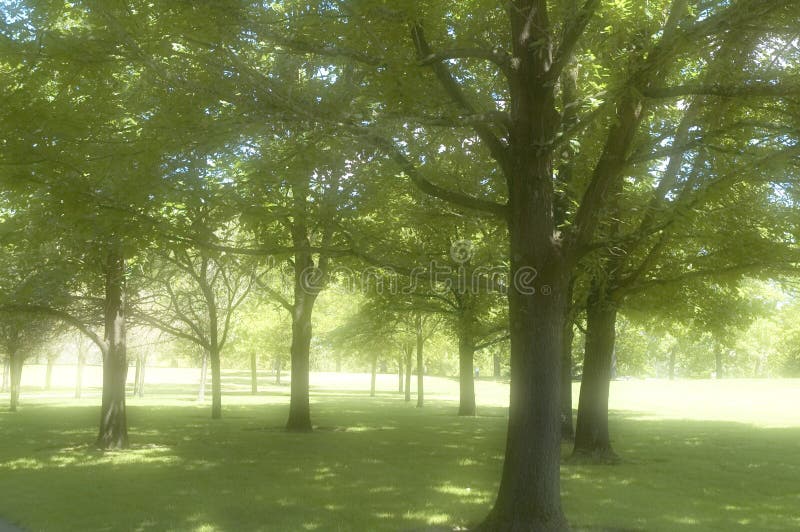 Numerous trees stand in a park, bathing in the soft sunlight streaming through the branches. Numerous trees stand in a park, bathing in the soft sunlight streaming through the branches.