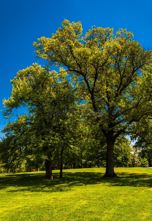 Bomen en een duidelijke blauwe hemel in het Park van de Druïdeheuvel, Baltimore royalty-vrije stock afbeeldingen Bomen en een duidelijke blauwe hemel in het Park van de Druïdeheuvel, Baltimore royalty-vrije stock afbeeldingen