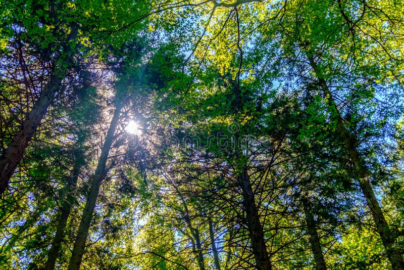 Bomen en Hemel stock fotografie Bomen en Hemel stock fotografie