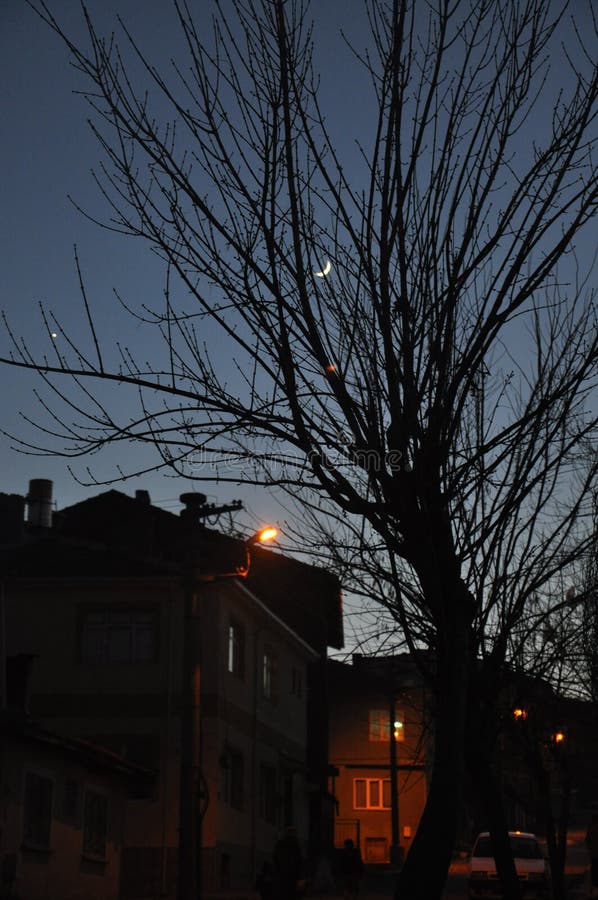 Bomen en huizen bij nacht Mooie maan bij de nachthemel stock afbeeldingen Bomen en huizen bij nacht Mooie maan bij de nachthemel stock afbeeldingen