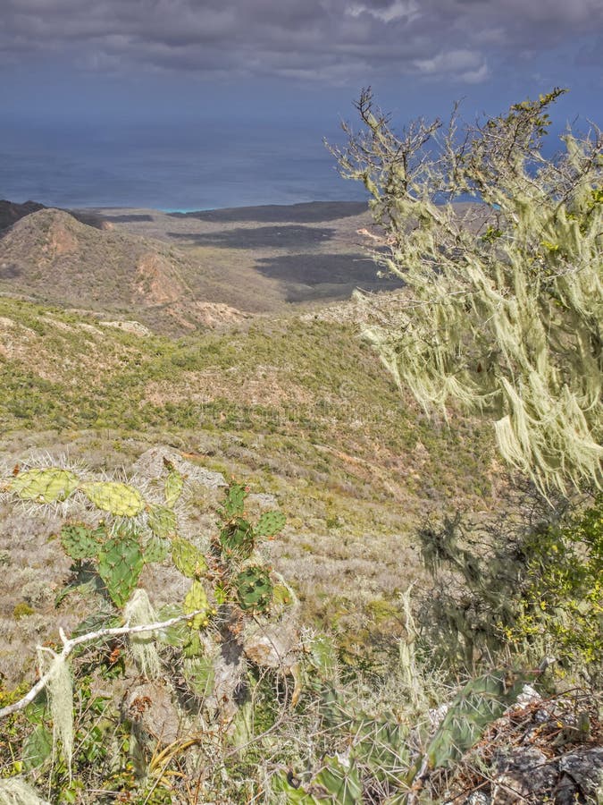 Bomen en mos stock afbeeldingen
