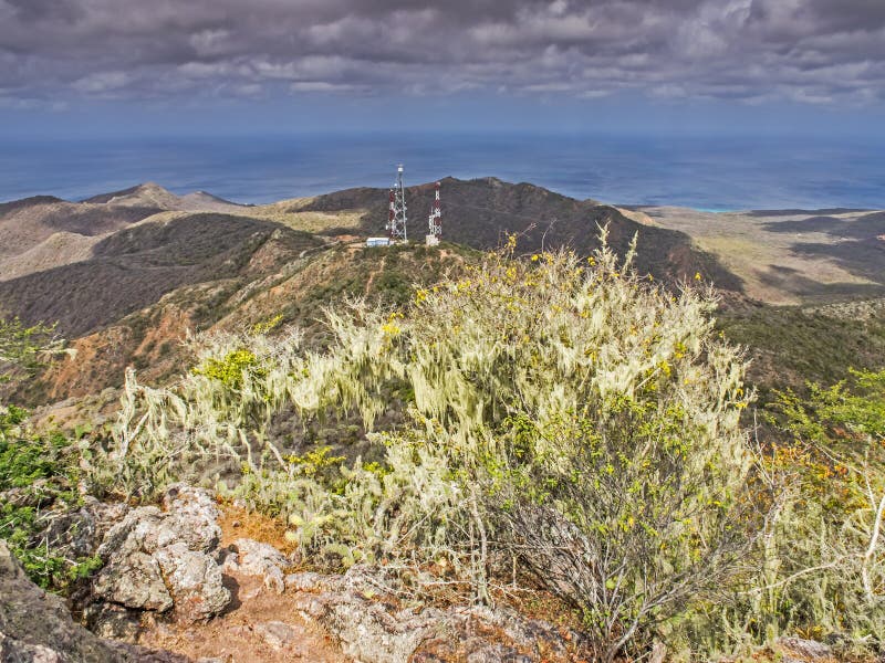 Bomen en mos stock afbeelding