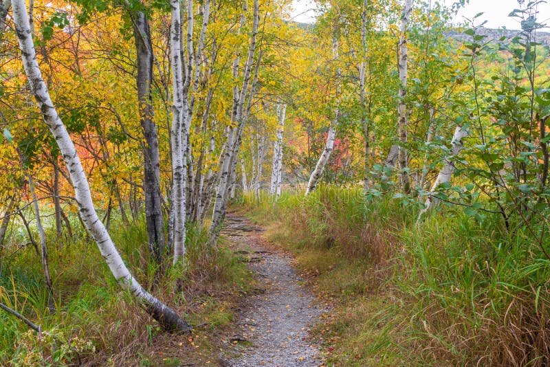Bomen lopen langs een weg in het Nationaal Park van Acadia royalty-vrije stock afbeeldingen Bomen lopen langs een weg in het Nationaal Park van Acadia royalty-vrije stock afbeeldingen