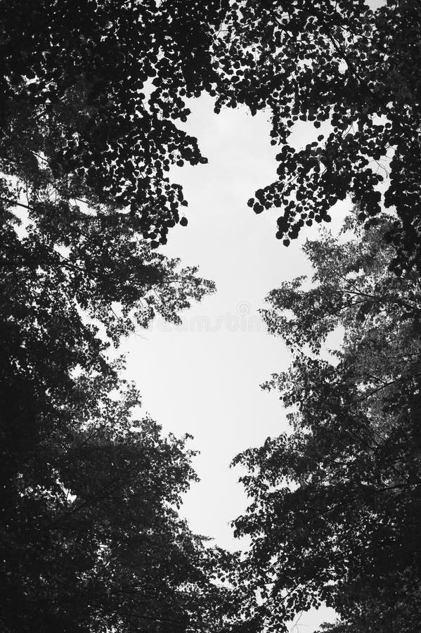 Bomen met takken stock fotografie Bomen met takken stock fotografie