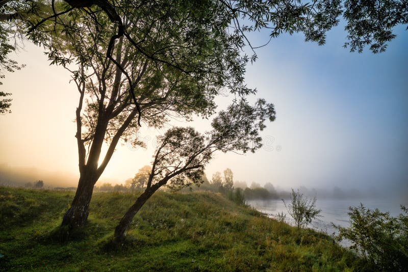 Bomen in mist op achtergrond van rivier royalty-vrije stock foto's Bomen in mist op achtergrond van rivier royalty-vrije stock foto's
