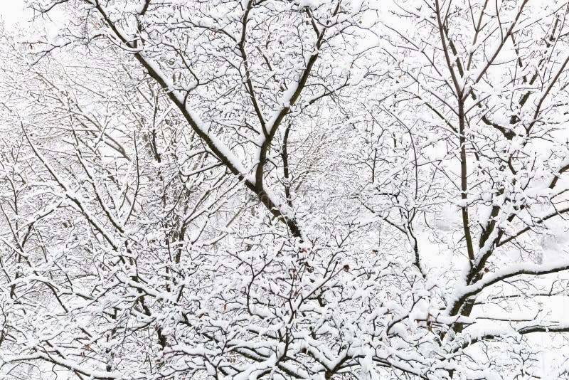 Bomen na het bevriezen regen royalty-vrije stock fotografie
