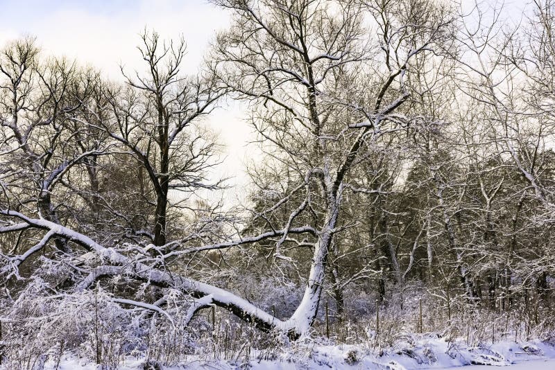 Bomen na het bevriezen regen royalty-vrije stock afbeeldingen