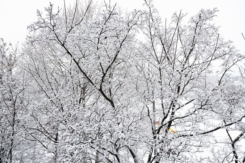 Bomen na het bevriezen regen royalty-vrije stock afbeelding