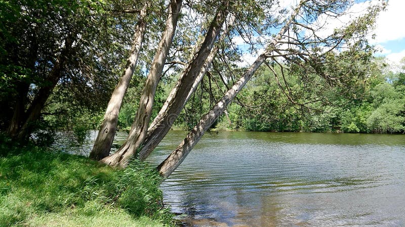 Bomen naast systeem van de schoonheidswellington canada grand river van Guelph Ontario Canada van de Snelheidsrivier het natuurli royalty-vrije stock afbeeldingen Bomen naast systeem van de schoonheidswellington canada grand river van Guelph Ontario Canada van de Snelheidsrivier het natuurli royalty-vrije stock afbeeldingen