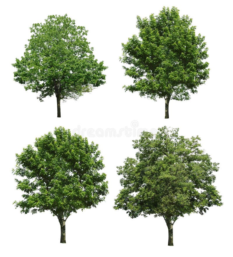 Bomen op witte achtergrond worden geïsoleerd die stock afbeelding Bomen op witte achtergrond worden geïsoleerd die stock afbeelding