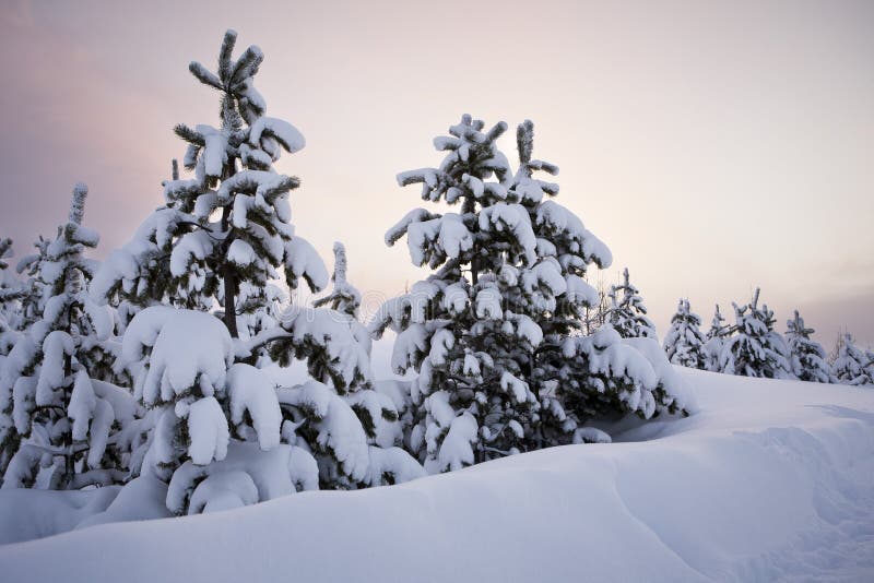 Bomen in sneeuw royalty-vrije stock fotografie Bomen in sneeuw royalty-vrije stock fotografie
