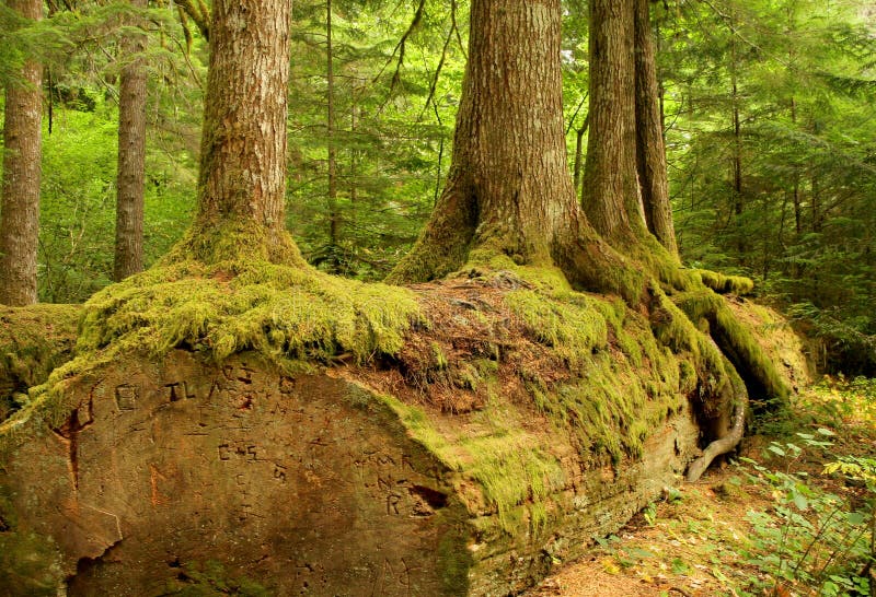 Trees growing from an old log in a lush forest setting. Trees growing from an old log in a lush forest setting