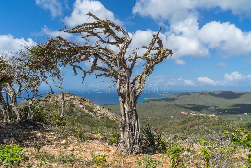 Bomen van het Christoffel National Park royalty-vrije stock foto