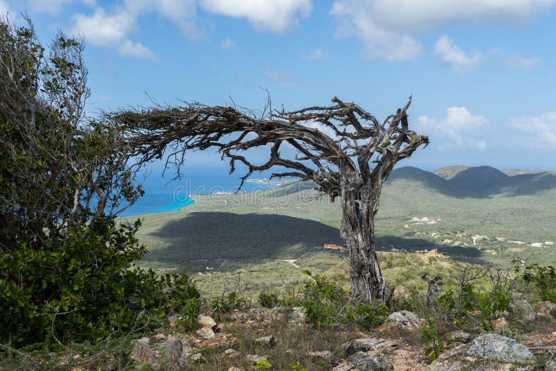 Bomen van het Christoffel National Park royalty-vrije stock foto