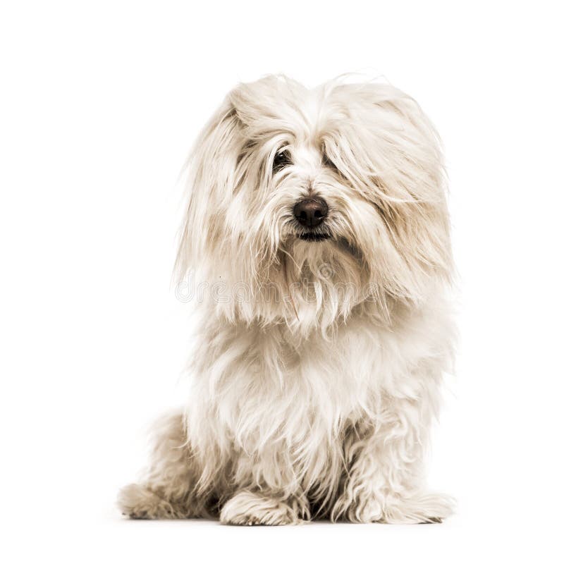 Bomull de Tulear som ser kameran som isoleras royaltyfria bilder Bomull de Tulear som ser kameran som isoleras royaltyfria bilder
