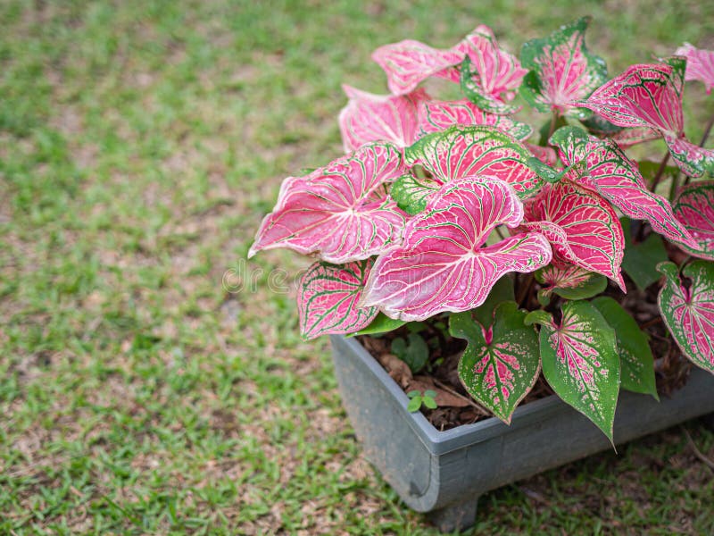 Όμορφο Caladium bicolor ή Βασίλισσα των φυλλωδών φυτών. Χρωματιστά όμορφα φύλλα στον κήπο στοκ φωτογραφία