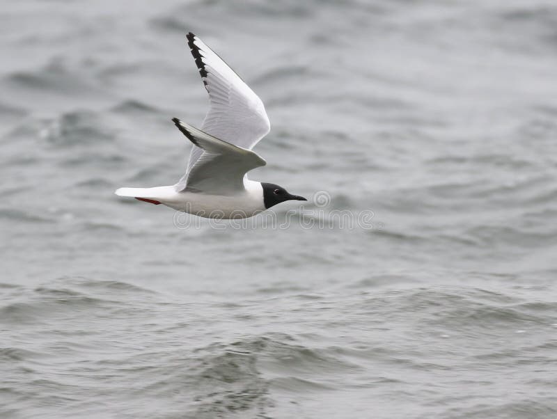 Bonaparte`s Gull in Flight