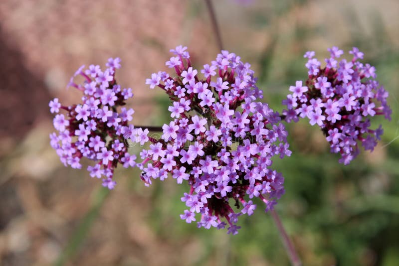 The dainty tiny purple flowers of Perennial Verbena bonariensis a member of the herb plant genus are held aloft on tall leafless stems in summer and are a brilliant cut flower . The dainty tiny purple flowers of Perennial Verbena bonariensis a member of the herb plant genus are held aloft on tall leafless stems in summer and are a brilliant cut flower .