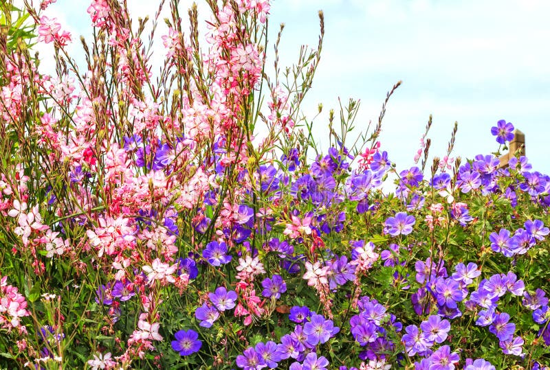 Bonariensis van Rozanne Geranium en van het Ijzerkruid stock foto Bonariensis van Rozanne Geranium en van het Ijzerkruid stock foto