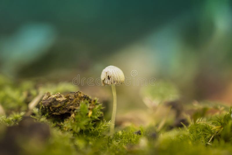 Bonbon léger à champignon petit photographie stock Bonbon léger à champignon petit photographie stock