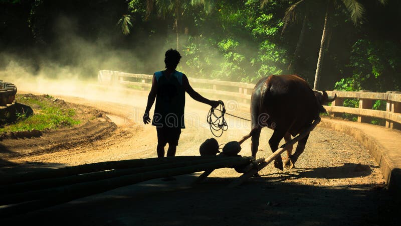 Bonde- och vattenbuffel arkivfoto Bonde- och vattenbuffel arkivfoto