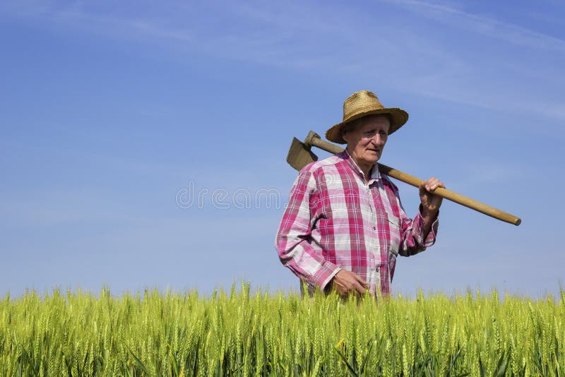 Bonde som går till och med vetefält på solig dag arkivbild Bonde som går till och med vetefält på solig dag arkivbild