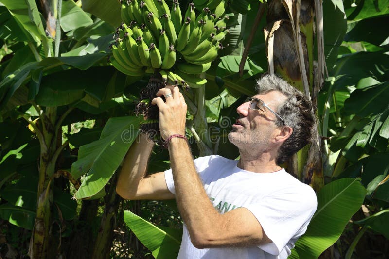 Bonde som undersöker banankolonin royaltyfri bild