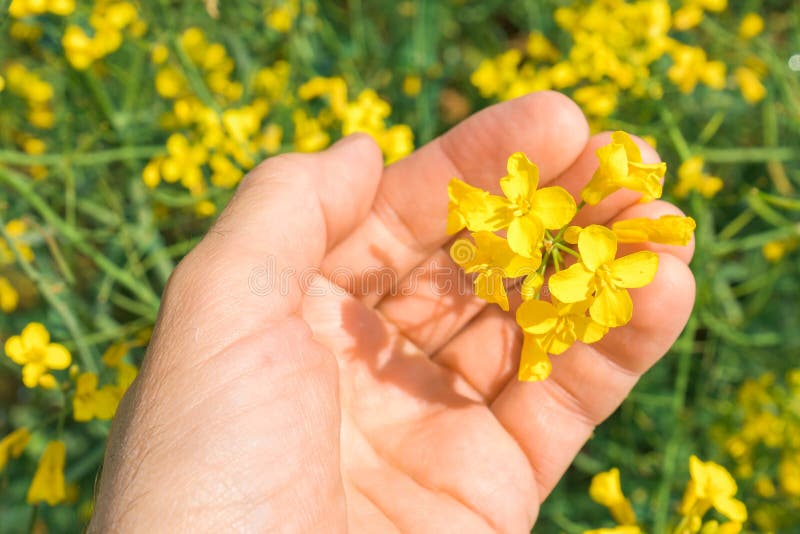 Bonde som undersöker blomma rapsväxter i fält royaltyfri bild