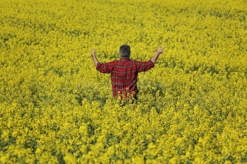 Bonde som undersöker blomstra fältet och att göra en gest för rapsfrö royaltyfri fotografi