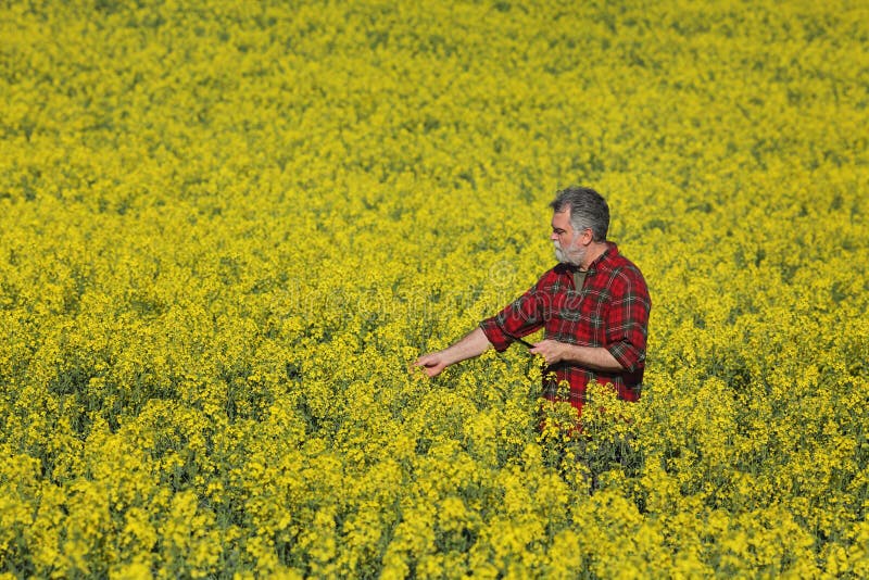 Bonde som undersöker blomstra rapsfröfältet i vår royaltyfri fotografi